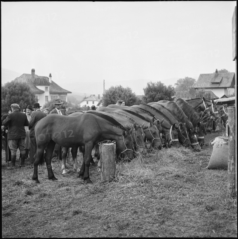 Horse market of Chaindon-Reconvilier, 1952.