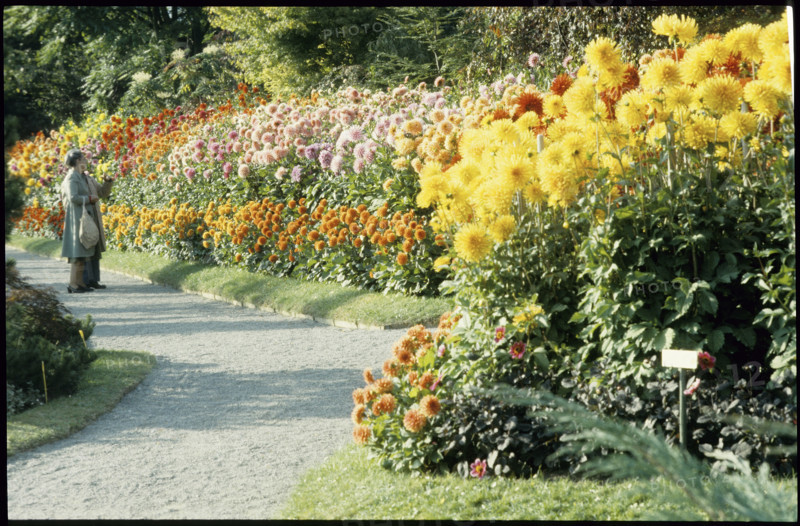Dahlia Show 1979.