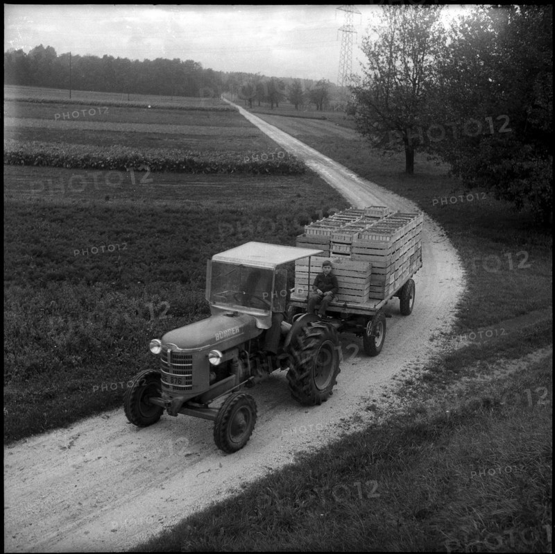Transport to Veiling, fruit auction in Burgdorf 1960.