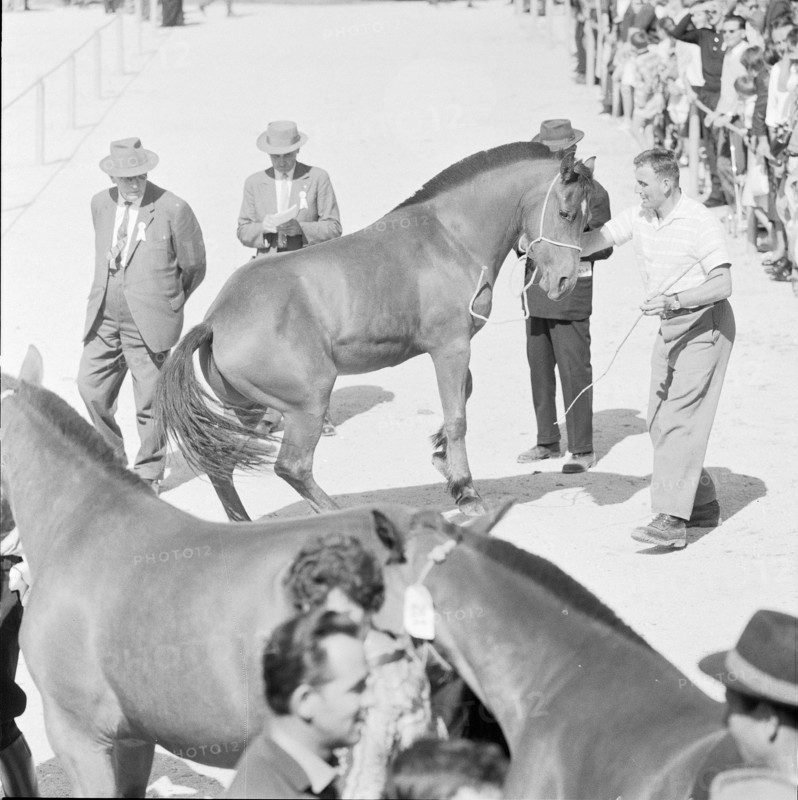 60th Marché-Concours Saignelégier, jury, 1963.