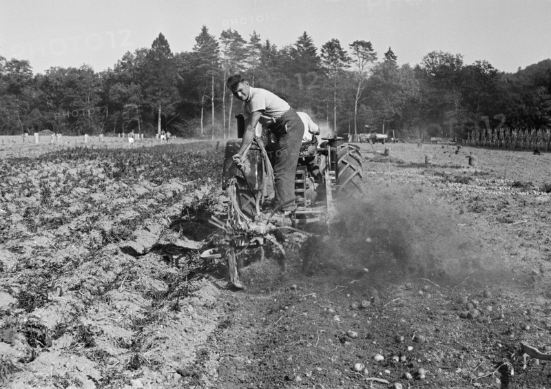 WW 2: potato harvest, Flaach 1942.