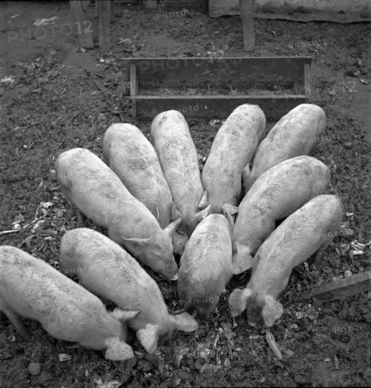 WW 2: economy of war; hog feeding, pig fattening.