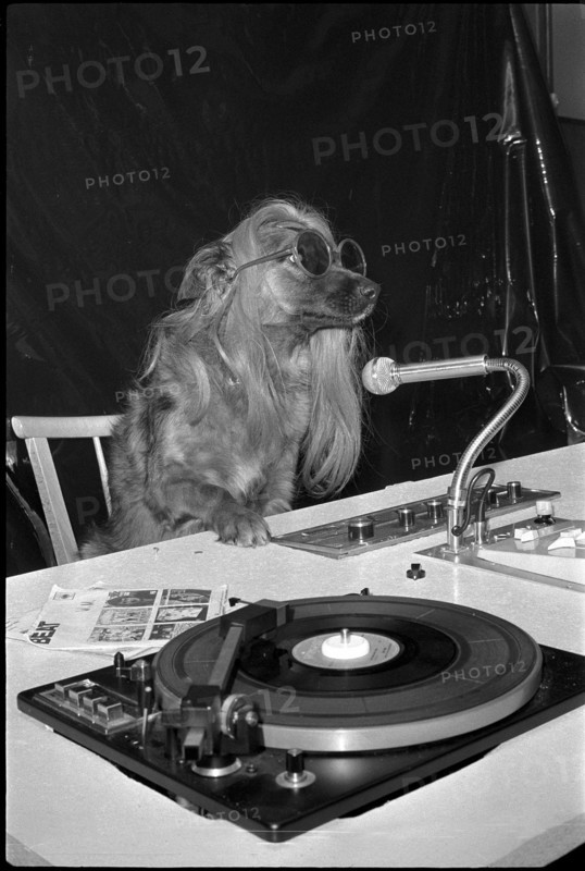 Schindellegi 1970: dog as a discjockey, DJ.