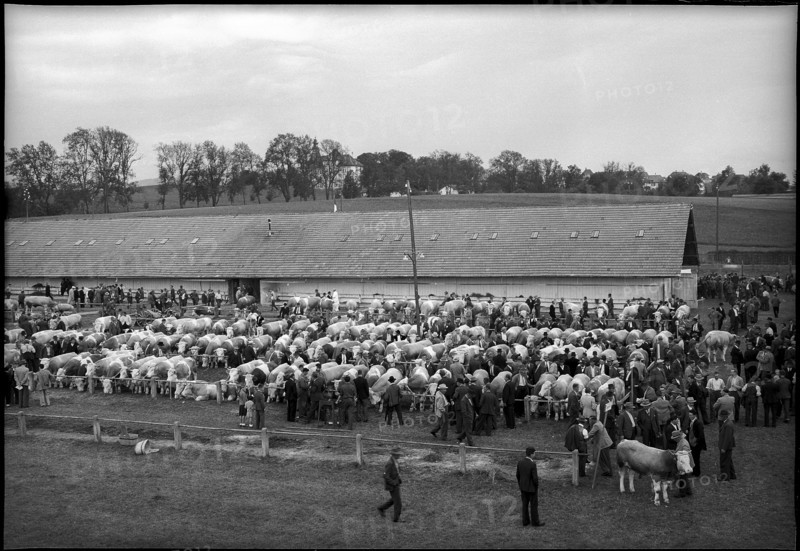 Breeding bull market in Berne 1950.