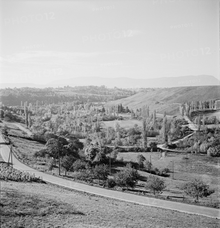 Landscape, road, roadside poplars near Dardagny;  1952.
