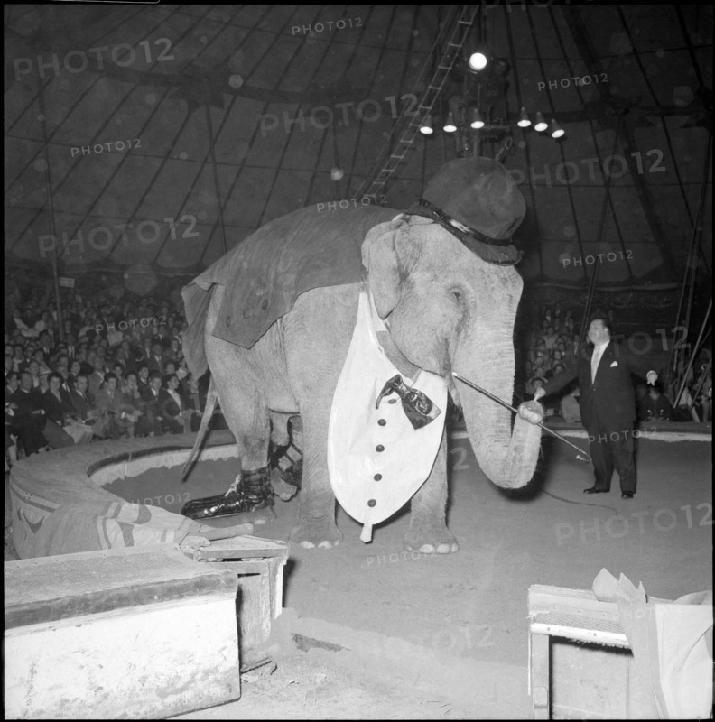 Rolf Knie sen. with elephant Sandry at Circus Knie, 1957.