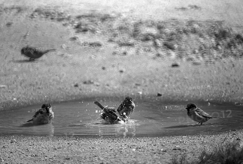 1975, Paris, Marais, sparrows and puddle.