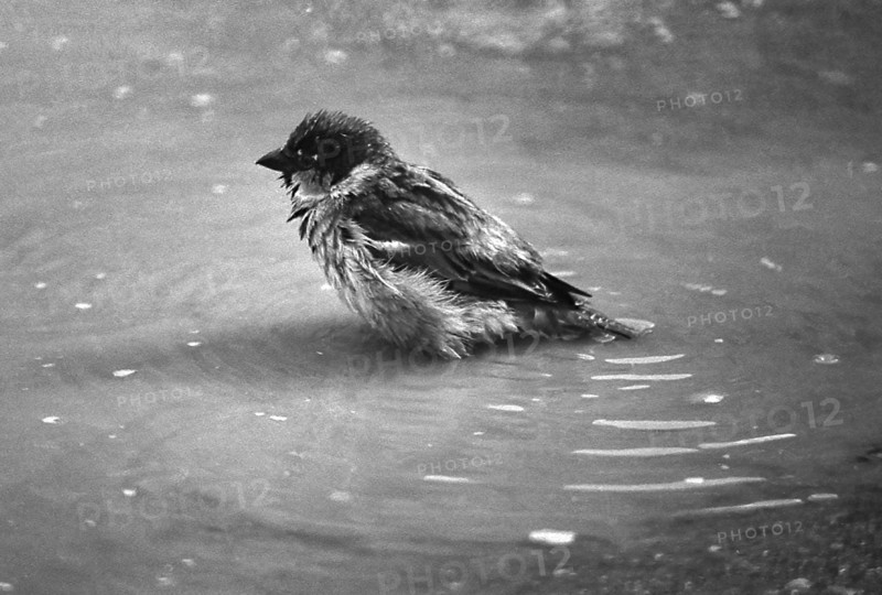 1975, Paris, Marais, sparrows and puddle.