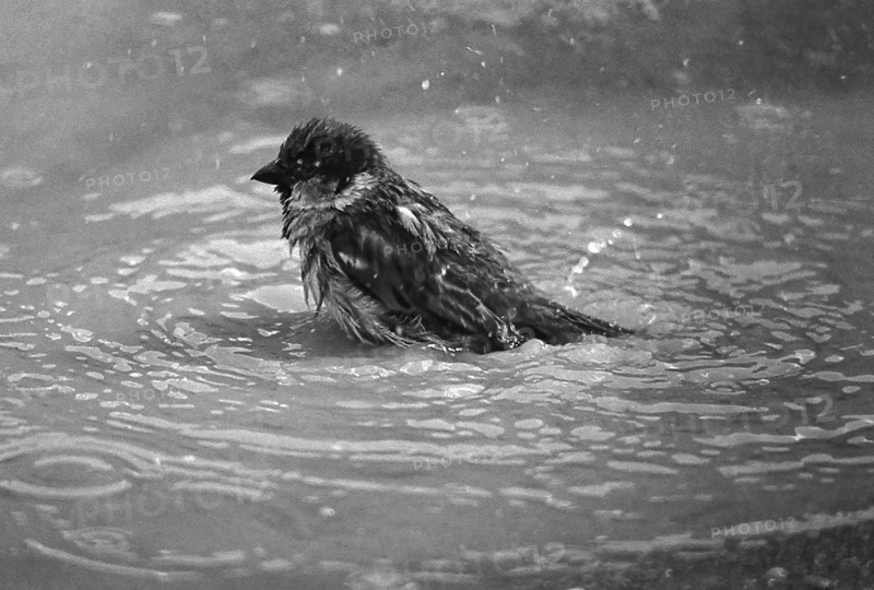 1975, Paris, Marais, sparrows and puddle.