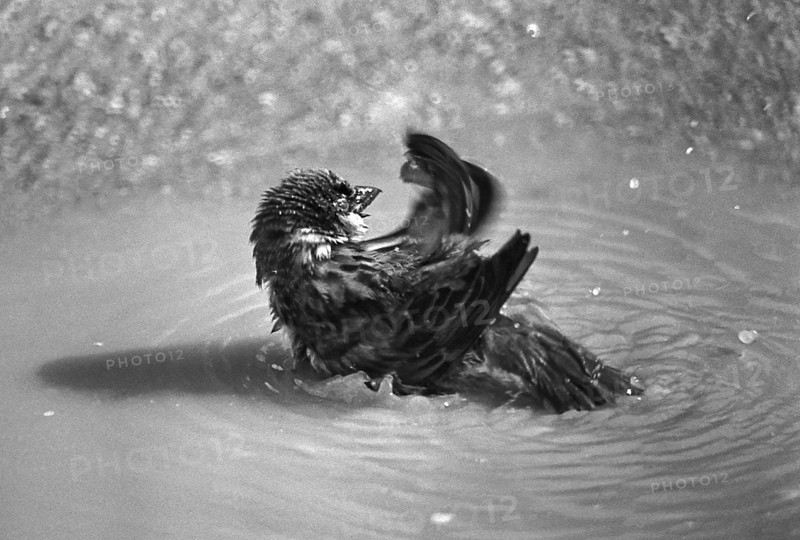 1975, Paris, Marais, sparrows and puddle.
