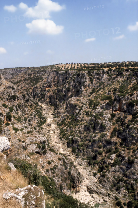 Nature, Italy, region of Puglia 1975 Gravina di Laterza.