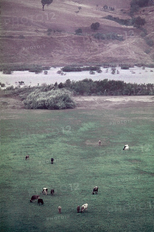 Nature, Italy, region of Puglia 1975 Valle del Celone (Celone Valley).