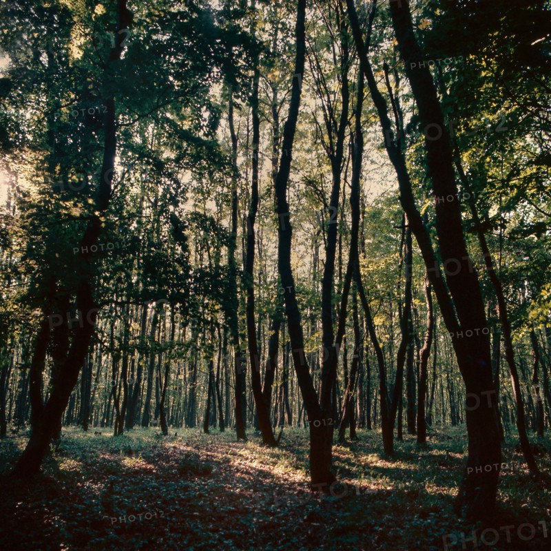 Nature, Italy, region of Puglia 1975 Foresta Umbra.