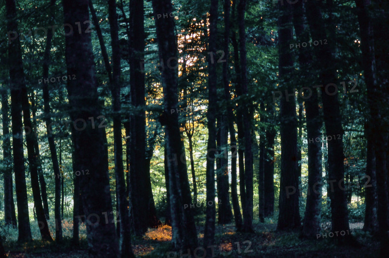 Nature, Italy, region of Puglia 1975 Foresta Umbra.