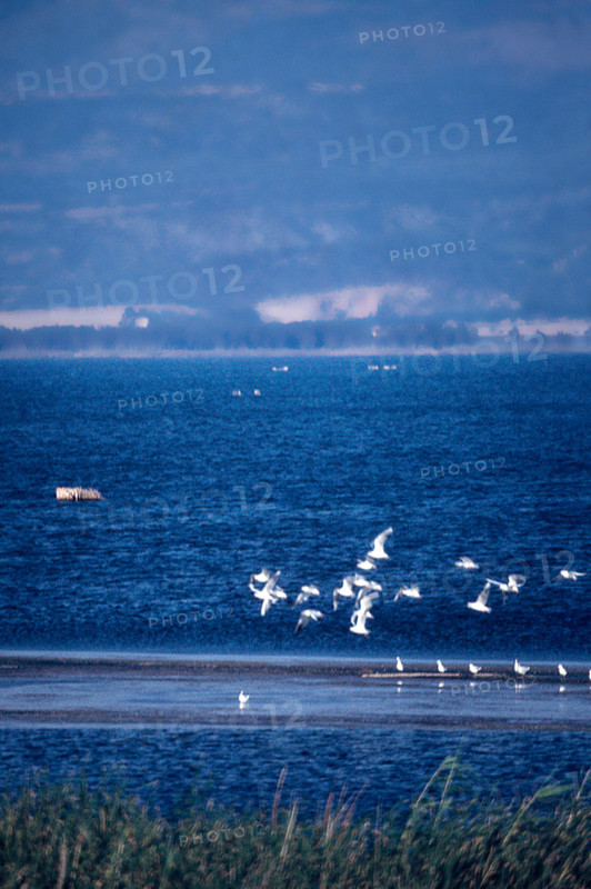 Nature, Italy, region of Puglia 1975 Lago di Lesina (Lesina lake).