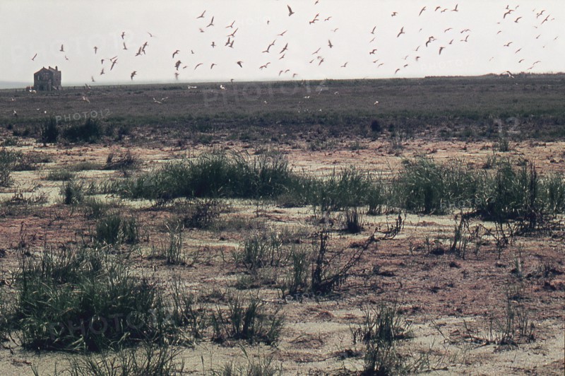 Nature, Italy, region of Puglia 1975 Paludi del Tavoliere (Tavoliere marshes).