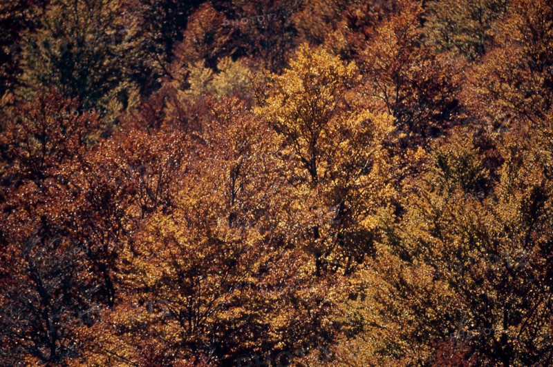 Nature, Italy, region of Calabria 1975 Comprensorio del Pollino - Monte Pollino (Pollino Mountain-Calabria National Park).