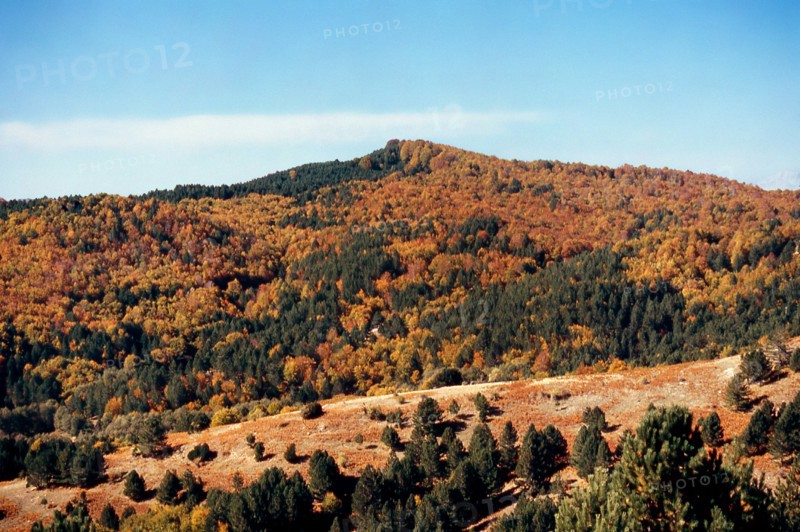 Nature, Italy, region of Calabria 1975 Sila Piccola (Little Sila).