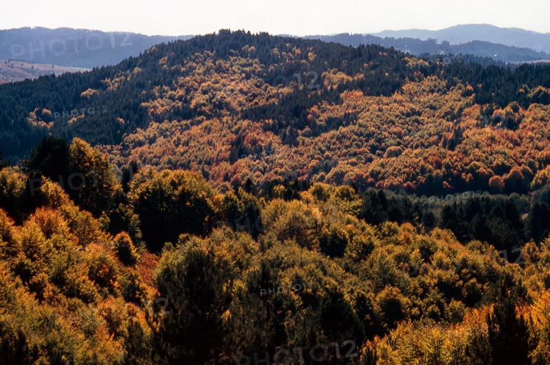 Nature, Italy, region of Calabria 1975 Sila Piccola (Little Sila).