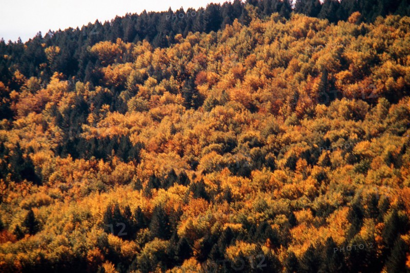 Nature, Italy, region of Calabria 1975 Sila Piccola (Little Sila).