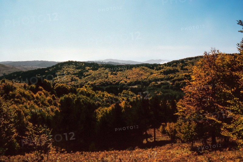 Nature, Italy, region of Calabria 1975 Sila Piccola (Little Sila).