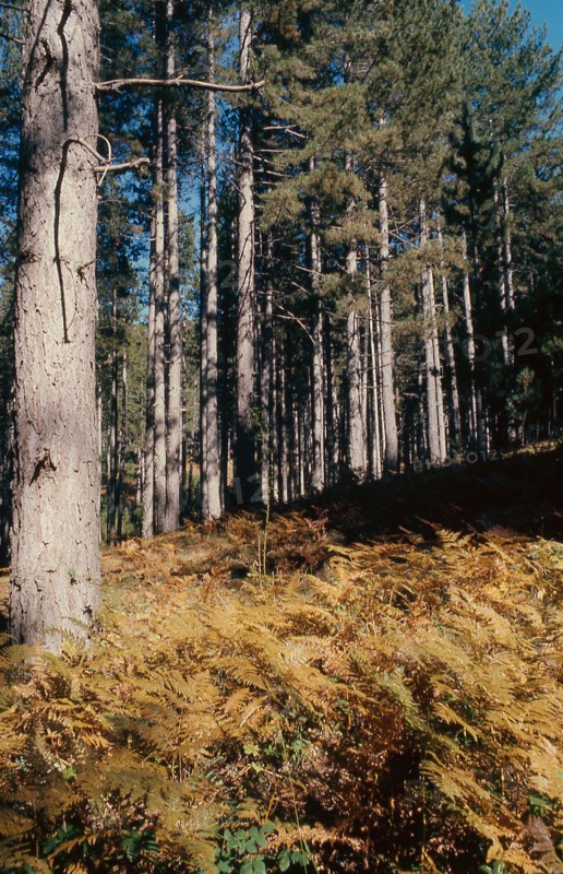 Nature, Italy, region of Calabria 1975 Sila Piccola (Little Sila).