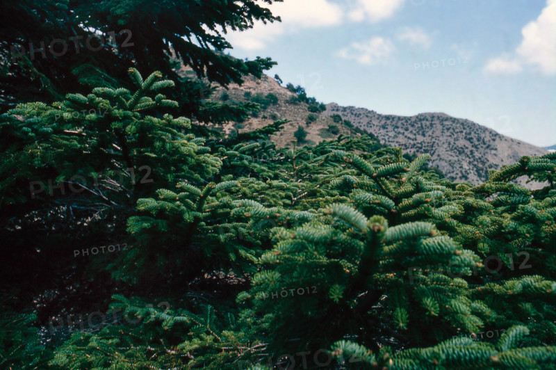 Nature, Italy, region of Sicilia 1975 Abies nebrodensis (Nebrodi Fir).