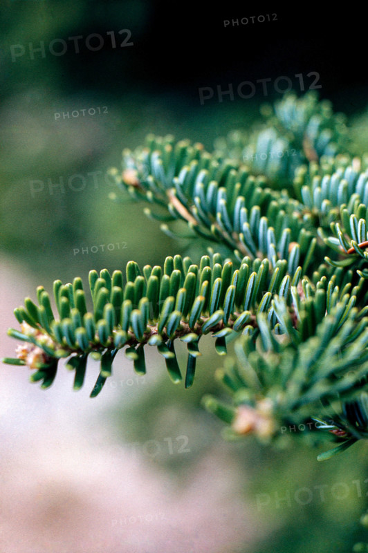 Nature, Italy, region of Sicilia 1975 Abies nebrodensis (Nebrodi Fir).