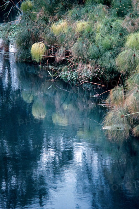 Nature, Italy, region of Sicilia 1975 Fonte Ciane (Ciane source).