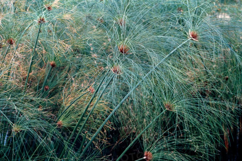 Nature, Italy, region of Sicilia 1975 Fonte Ciane (Ciane source).