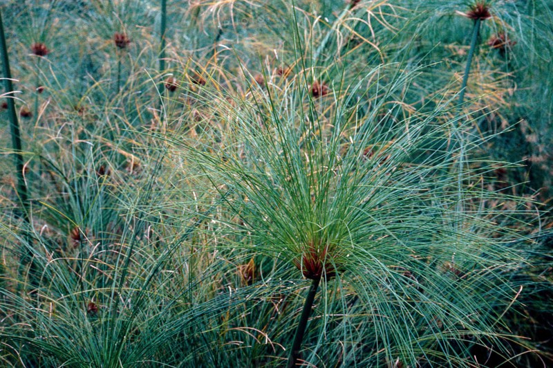Nature, Italy, region of Sicilia 1975 Fonte Ciane (Ciane source).