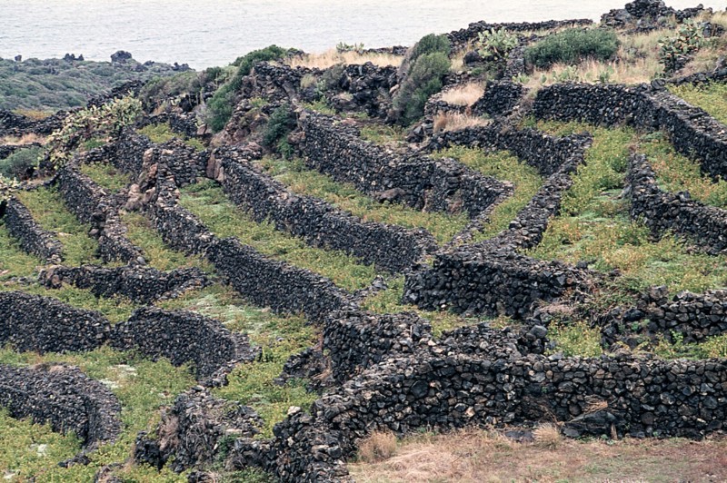 Nature, Italy, region of Sicilia 1975 Isola di Pantelleria (Pantelleria Island).