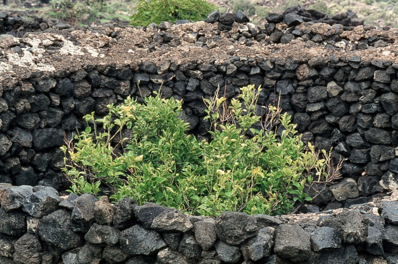 Nature, Italy, region of Sicilia 1975 Isola di Pantelleria (Pantelleria Island).