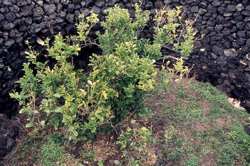 Nature, Italy, region of Sicilia 1975 Isola di Pantelleria (Pantelleria Island).