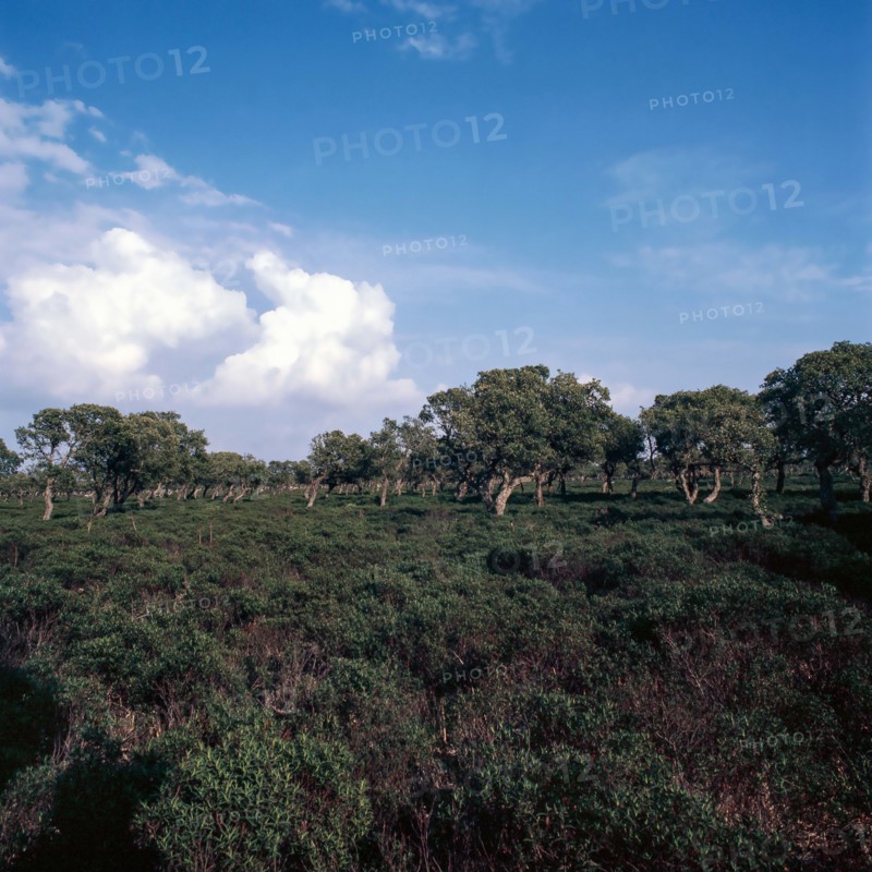 Nature, Italy, region of Sardegna 1975 Giara di Gesturi ""Sa Jara Manna"" (Giara Park).