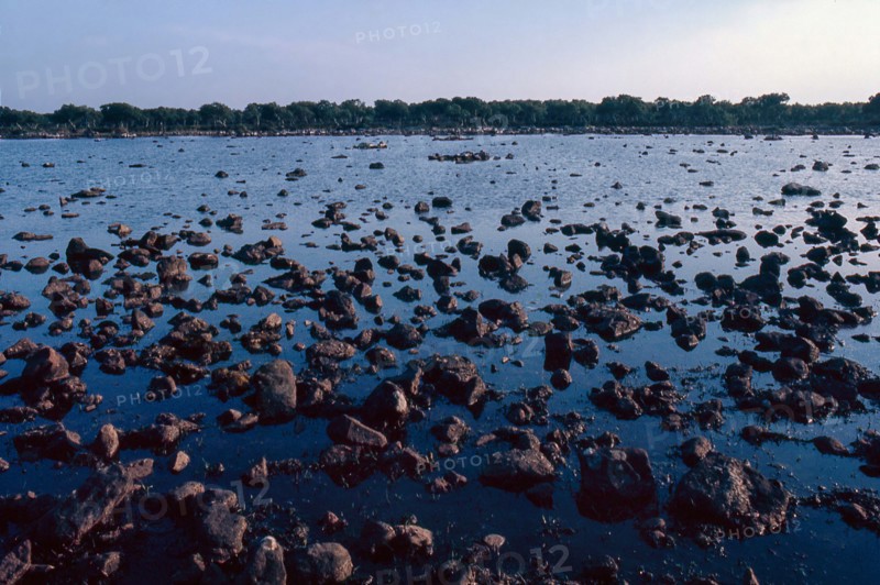 Nature, Italy, region of Sardegna 1975 Giara di Gesturi ""Sa Jara Manna"" (Giara Park).