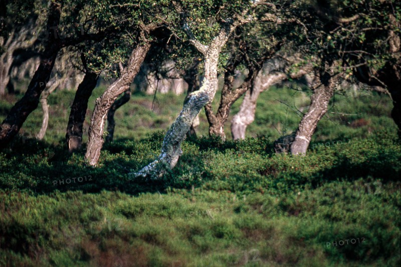 Nature, Italy, region of Sardegna 1975 Giara di Gesturi ""Sa Jara Manna"" (Giara Park).