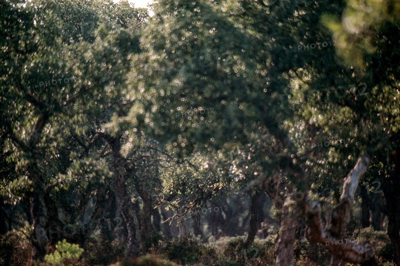 Nature, Italy, region of Sardegna 1975 Giara di Gesturi ""Sa Jara Manna"" (Giara Park).