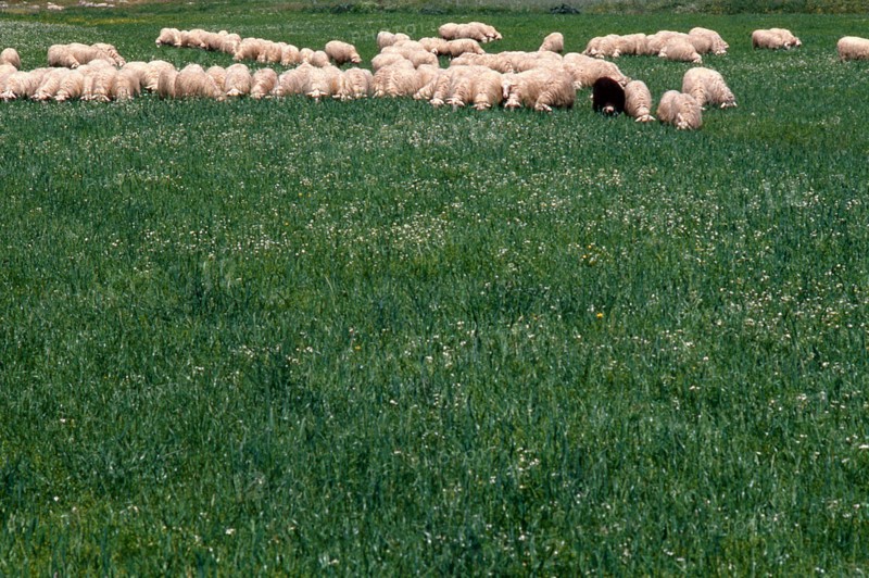 Nature, Italy, region of Sardegna 1975 Lago Omodeo (Omodeo Lake).