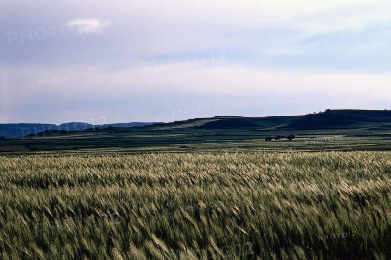 Nature, Italy, region of Sardegna 1975 Territorio del Sassarese (Sassari Territory).