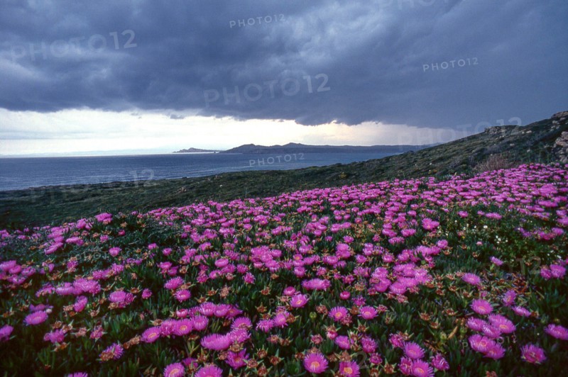 Nature, Italy, region of Sardegna 1975 Territorio del Sassarese (Sassari Territory).