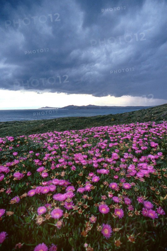 Nature, Italy, region of Sardegna 1975 Territorio del Sassarese (Sassari Territory).
