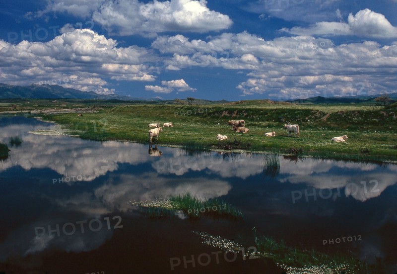 Nature, Italy, region of Sardegna 1975 Territorio del Sassarese (Sassari Territory).