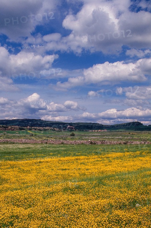 Nature, Italy, region of Sardegna 1975 Territorio del Sassarese (Sassari Territory).