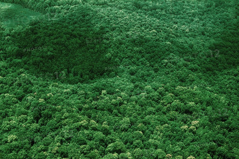 Nature, Italy, region of Campania, 1975 Astroni Crater natural reserve.
