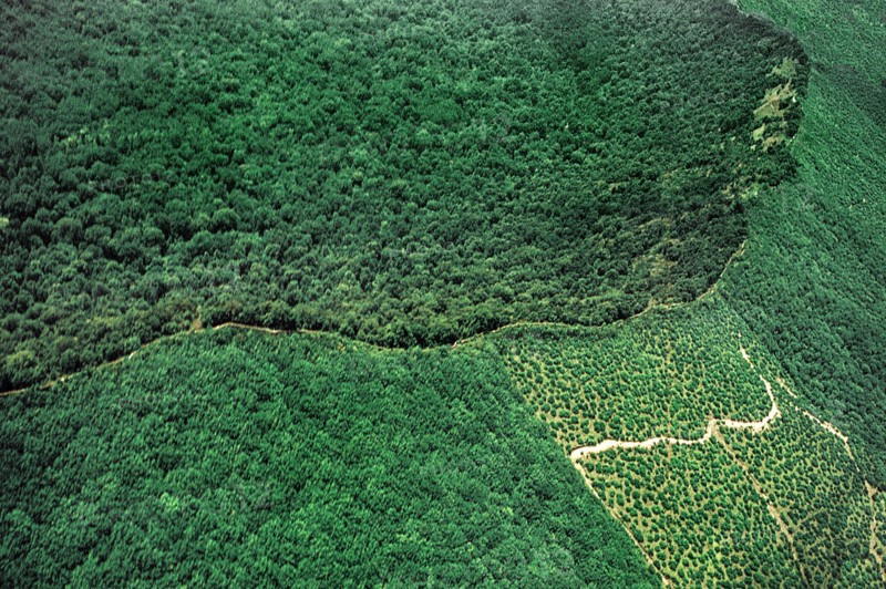 Nature, Italy, region of Campania, 1975 Astroni Crater natural reserve.