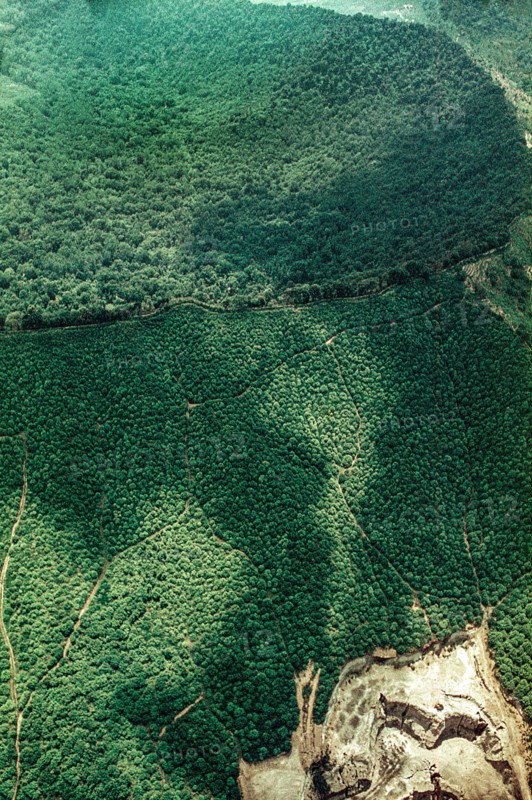 Nature, Italy, region of Campania, 1975 Astroni Crater natural reserve.