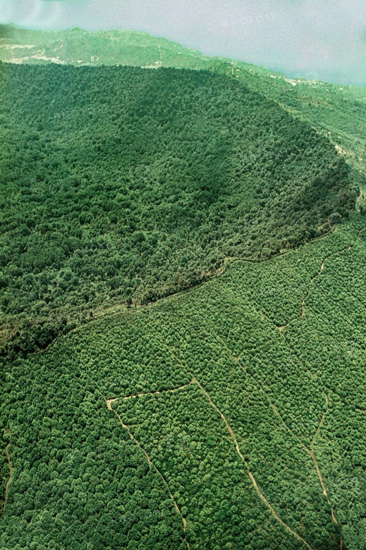 Nature, Italy, region of Campania, 1975 Astroni Crater natural reserve.