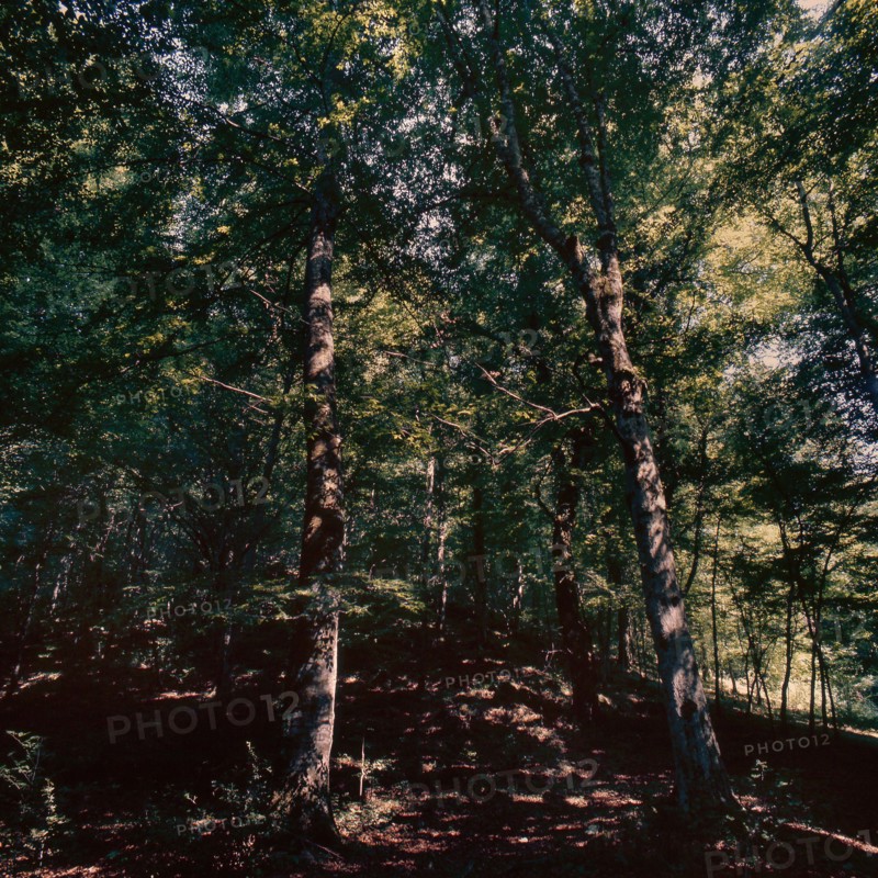 Nature, Italy, region of Puglia 1975 Foresta Umbra.