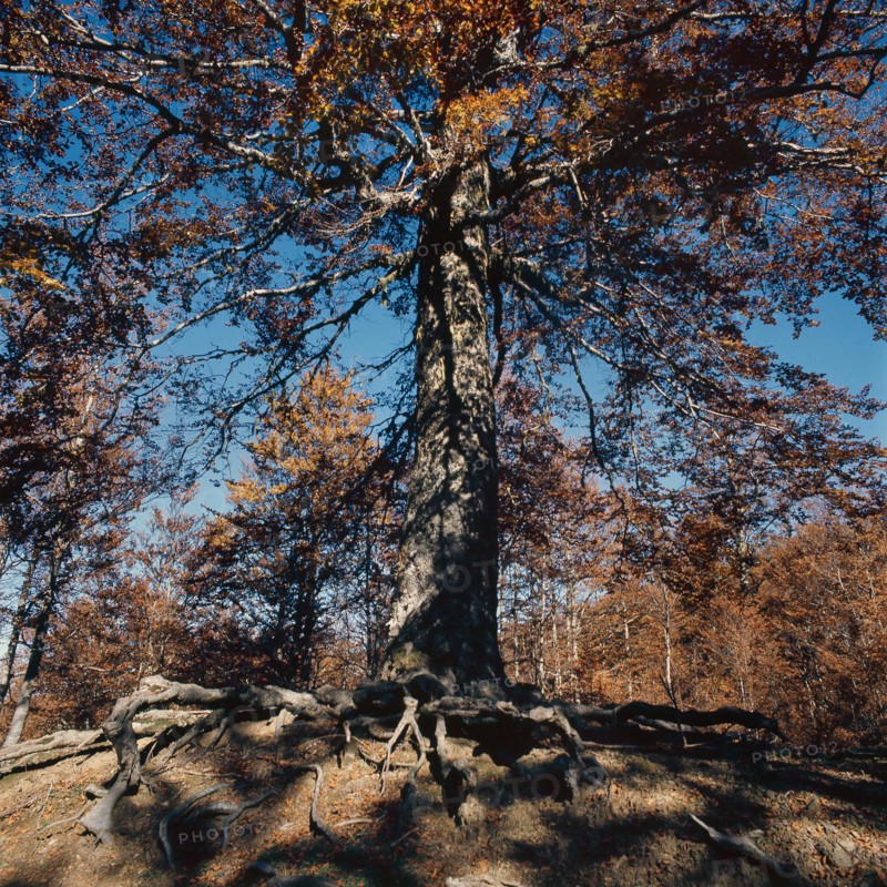 Nature, Italy, region of Calabria 1975 Comprensorio del Pollino - Monte Pollino (Pollino Mountain-Calabria National Park).